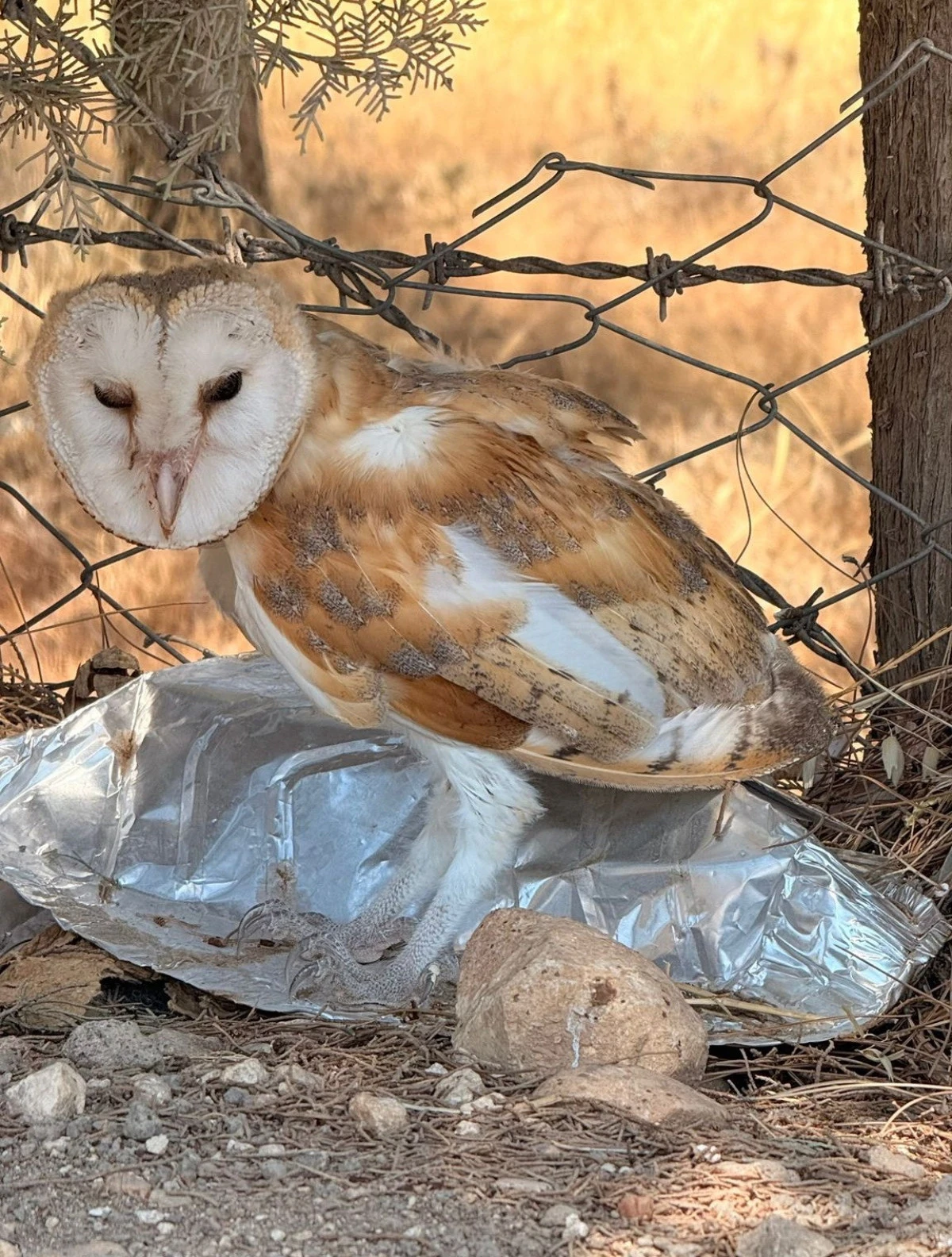 Adıyaman'da Bitkin Halde Bayağı Peçeli Baykuş Bulundu   