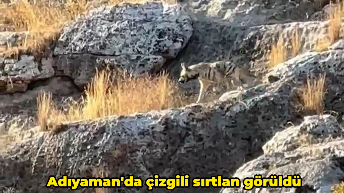 Adıyaman'da çizgili sırtlan görüldü 