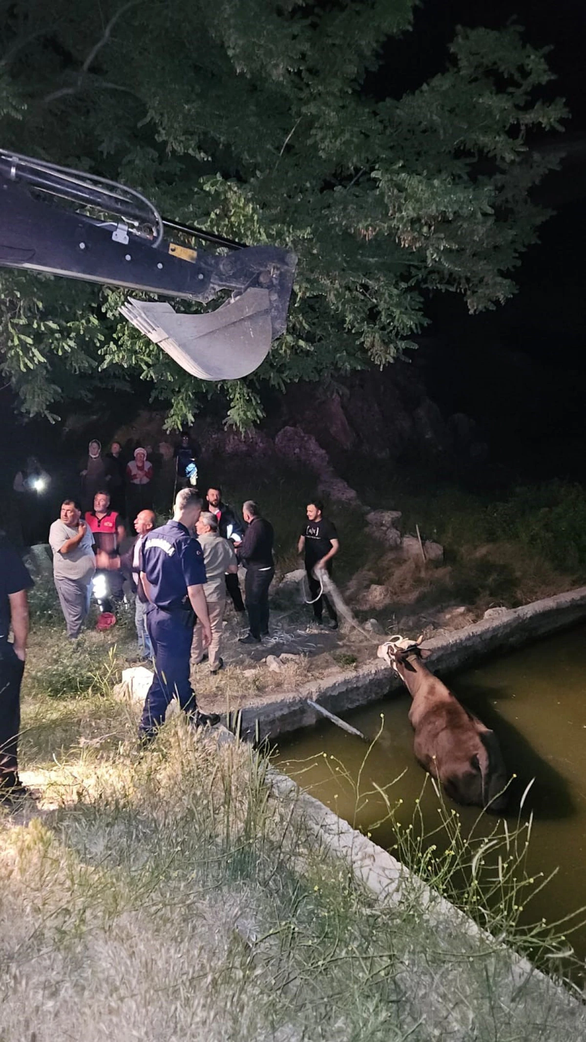 Adıyaman’da Havuza Düşen İnek Kurtarıldı   
