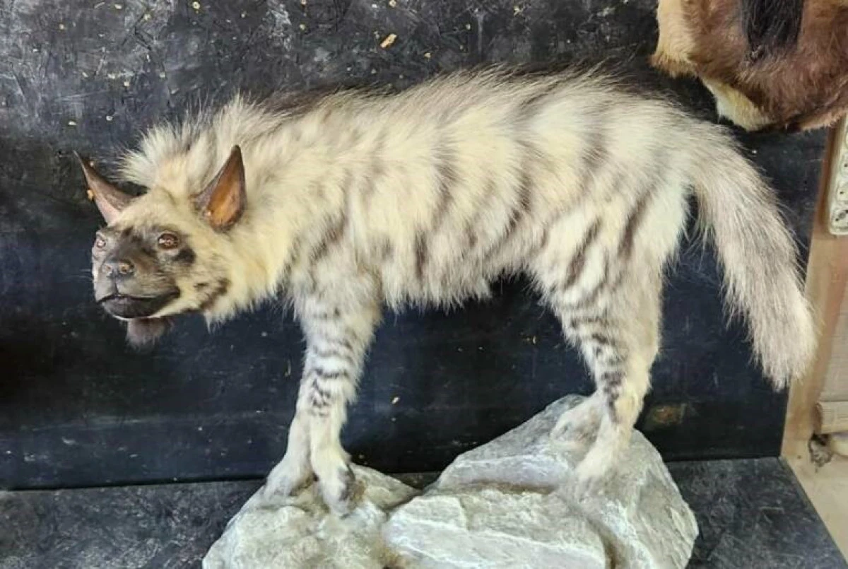 Çizgili sırtlanın tahniti yaptırıldı   