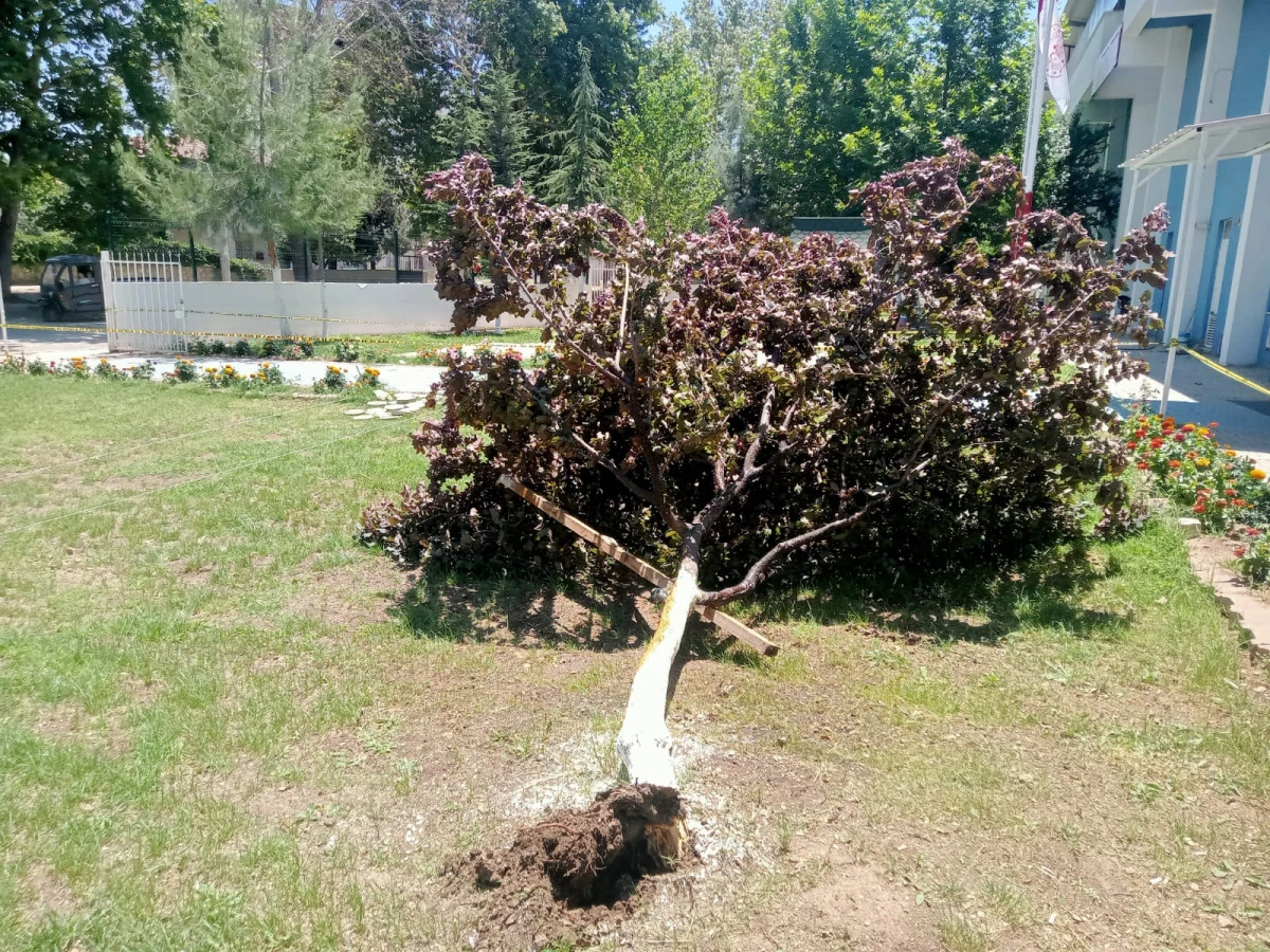 Gölbaşı’nda Ağaç Kökünden Söküldü   