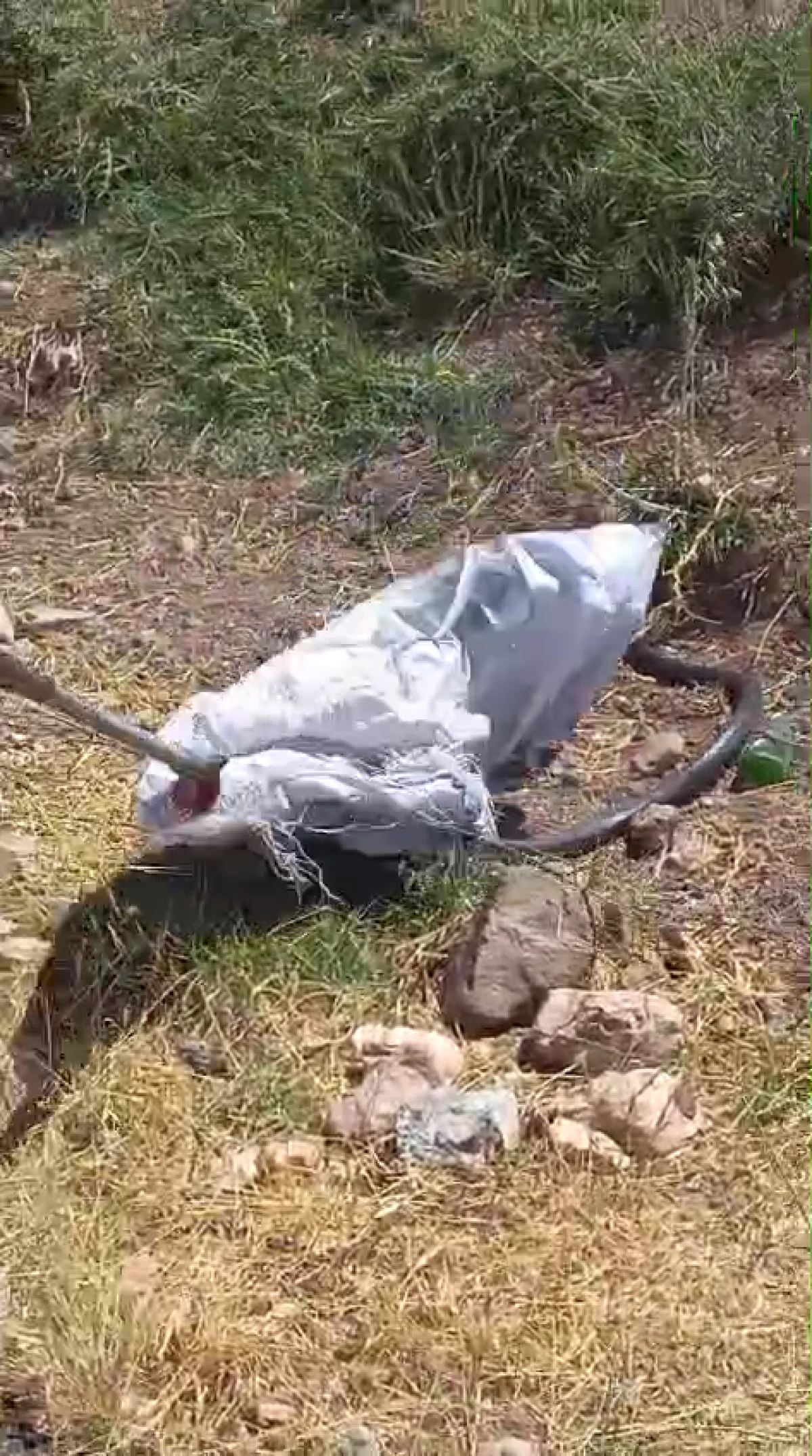G&ouml;lbaşı'nda İş Yerine Giren Yılan G&uuml;venle Doğaya Bırakıldı