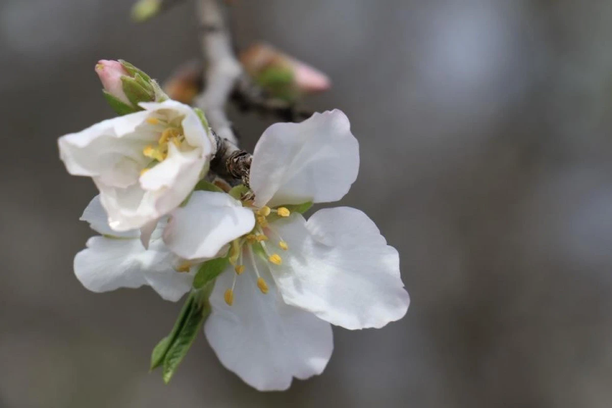 İlk Cemre D&uuml;şt&uuml;: Baharın M&uuml;jdecisi Doğa Canlanıyor