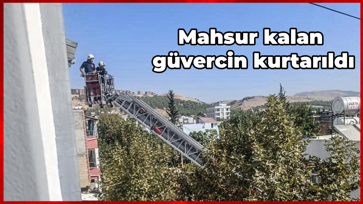 Mahsur kalan güvercin kurtarıldı