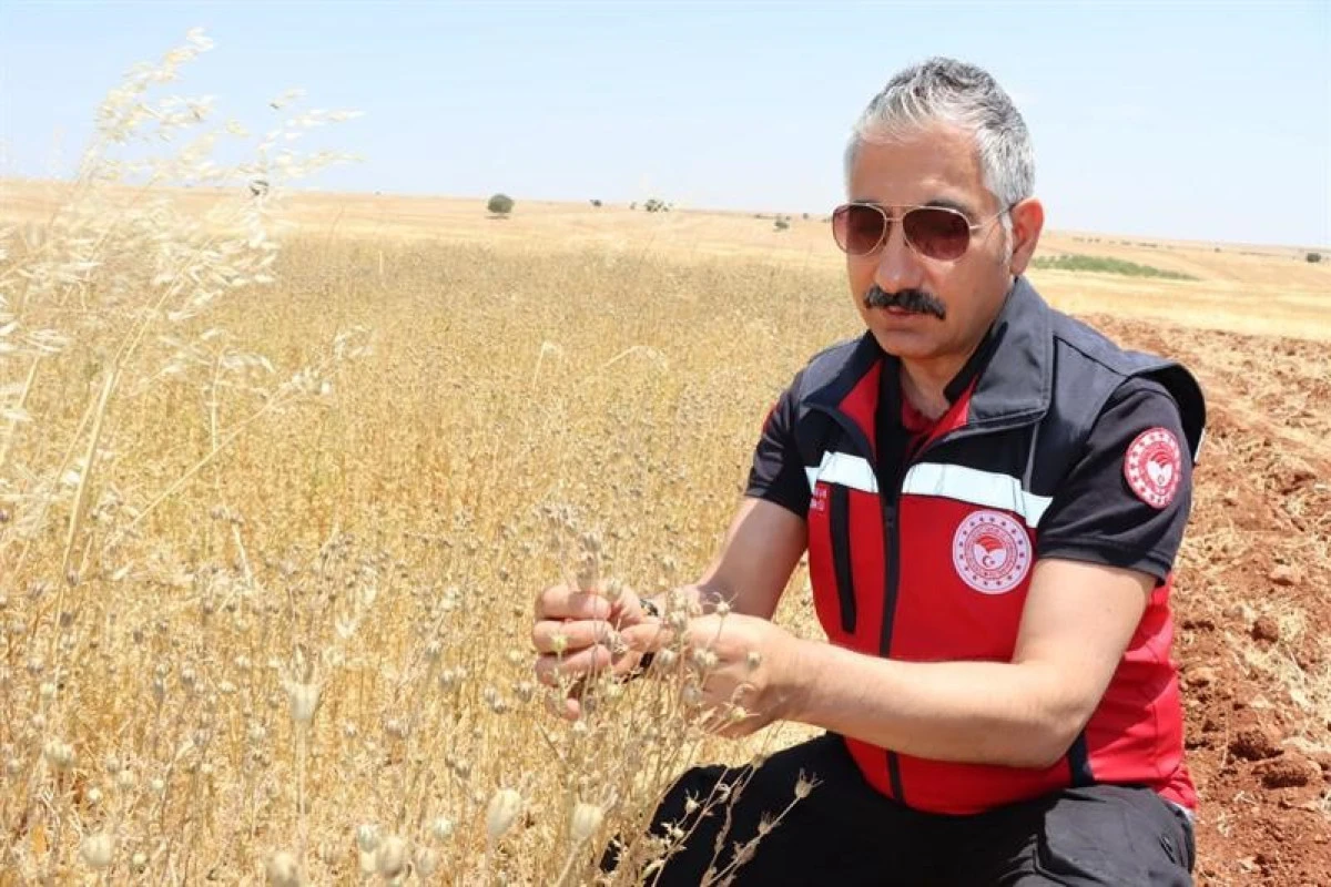 Müdür Akkan Çörek Otu Hasadına Katıldı   