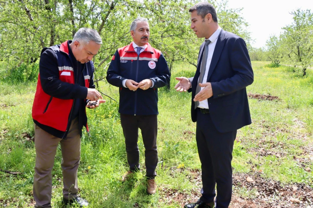 M&uuml;d&uuml;r Akkan Kahta&rsquo;da Badem Bah&ccedil;elerinde İncelemelerde Bulundu