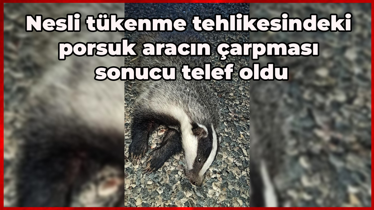  Nesli tükenme tehlikesindeki porsuk aracın çarpması sonucu telef oldu   