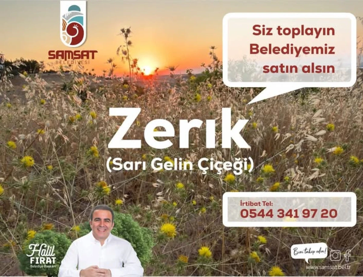 Samsat Belediyesi&rsquo;nden &ldquo;Zerık (Sarı Gelin &Ccedil;i&ccedil;eği)&rdquo; Alımı Başladı