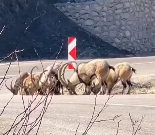 Tuz ihtiyacını karşılamak için karayoluna indiler