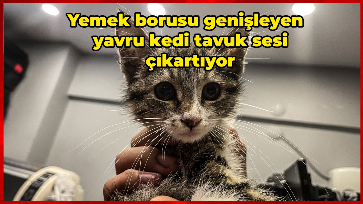 Yemek borusu genişleyen yavru kedi tavuk sesi çıkartıyor